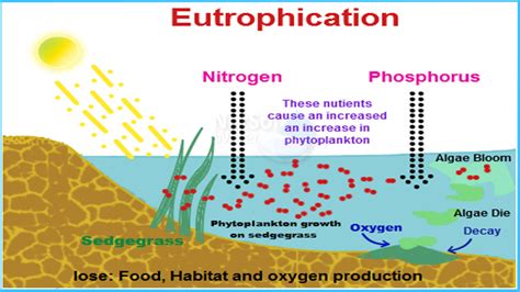 What Are The Major Causes Of Eutrophication
